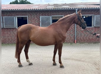 Caballo alemán, Yegua, 20 años, 168 cm, Alazán
