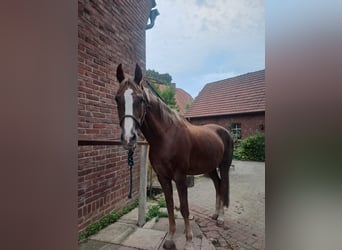 Caballo alemán, Yegua, 20 años, 173 cm, Alazán