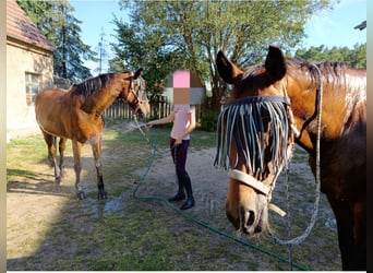 Caballo alemán, Yegua, 22 años, 165 cm, Castaño