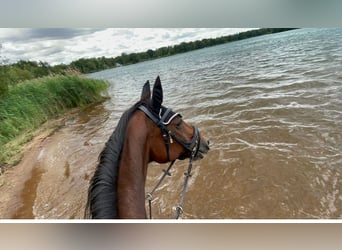 Caballo alemán, Yegua, 22 años, 165 cm, Castaño