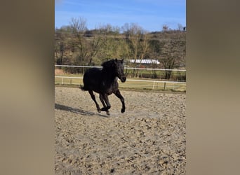 Caballo alemán, Yegua, 2 años, 149 cm, Bayo