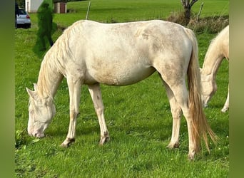 Caballo alemán, Yegua, 2 años, 156 cm, Cremello