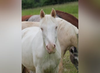 Caballo alemán, Yegua, 2 años, 156 cm, Cremello