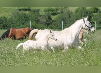 Caballo alemán, Yegua, 2 años, 156 cm, Cremello