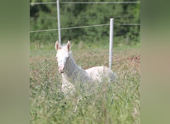 Caballo alemán, Yegua, 2 años, 156 cm, Cremello