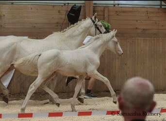 Caballo alemán, Yegua, 2 años, 156 cm, Cremello