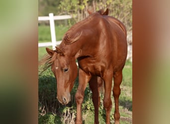 Caballo alemán, Yegua, 2 años, 166 cm, Alazán