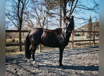 Caballo alemán, Yegua, 3 años, 140 cm, Negro