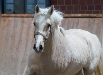 Caballo alemán, Yegua, 3 años, 146 cm, Palomino