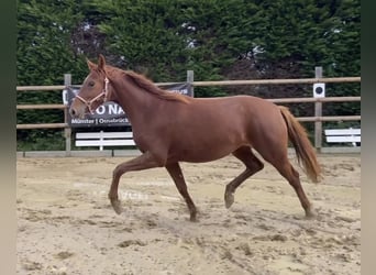 Caballo alemán, Yegua, 3 años, 160 cm, Alazán