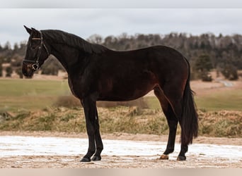 Caballo alemán, Yegua, 3 años, 160 cm, Castaño oscuro