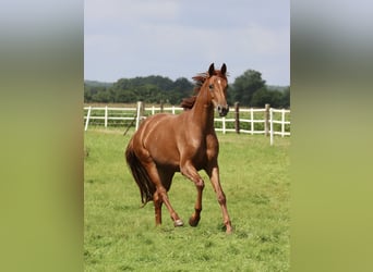 Caballo alemán, Yegua, 3 años, 161 cm, Alazán