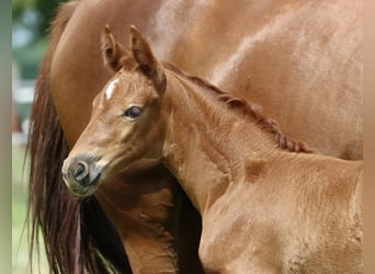 Caballo alemán, Yegua, 3 años, 161 cm, Alazán