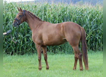 Caballo alemán, Yegua, 3 años, 161 cm, Alazán