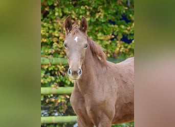 Caballo alemán, Yegua, 3 años, 161 cm, Alazán