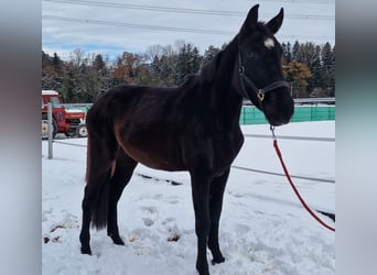 Caballo alemán, Yegua, 3 años, 161 cm, Castaño oscuro