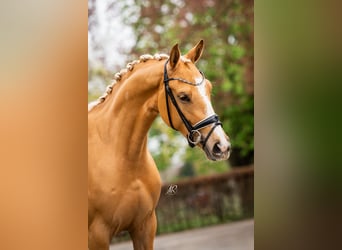 Caballo alemán, Yegua, 3 años, 161 cm, Palomino