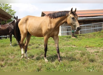 Caballo alemán, Yegua, 3 años, 162 cm, Buckskin/Bayo