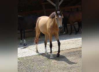 Caballo alemán, Yegua, 3 años, 162 cm, Buckskin/Bayo