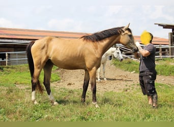 Caballo alemán, Yegua, 3 años, 162 cm, Buckskin/Bayo