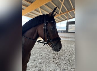 Caballo alemán, Yegua, 3 años, 162 cm, Castaño oscuro