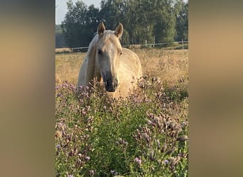Caballo alemán, Yegua, 3 años, 163 cm, Palomino