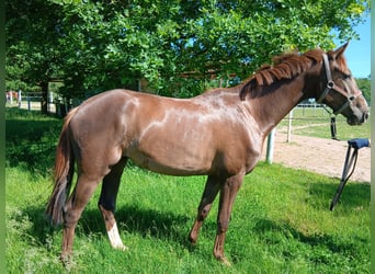 Caballo alemán, Yegua, 3 años, 164 cm, Alazán-tostado