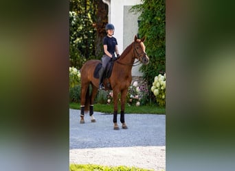 Caballo alemán, Yegua, 3 años, 165 cm, Alazán