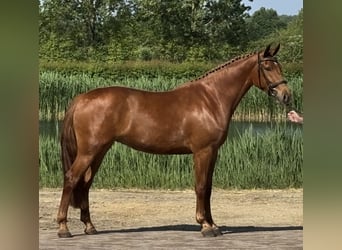 Caballo alemán, Yegua, 3 años, 165 cm, Alazán
