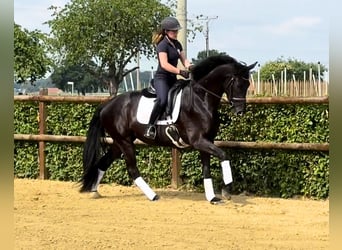 Caballo alemán, Yegua, 3 años, 165 cm, Negro