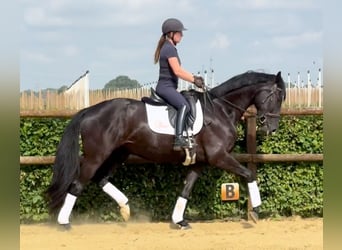 Caballo alemán, Yegua, 3 años, 165 cm, Negro