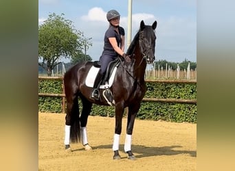 Caballo alemán, Yegua, 3 años, 165 cm, Negro