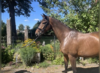 Caballo alemán, Yegua, 3 años, 166 cm, Castaño oscuro