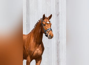 Caballo alemán, Yegua, 3 años, 167 cm, Alazán