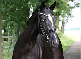 Caballo alemán, Yegua, 3 años, 167 cm, Negro