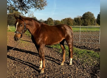 Caballo alemán, Yegua, 3 años, 168 cm, Alazán