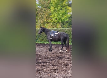 Caballo alemán, Yegua, 3 años, 168 cm, Castaño oscuro