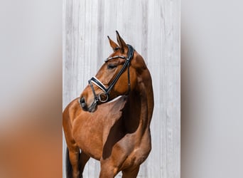 Caballo alemán, Yegua, 3 años, 170 cm, Castaño