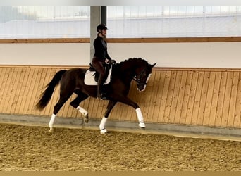 Caballo alemán, Yegua, 3 años, 172 cm, Alazán-tostado