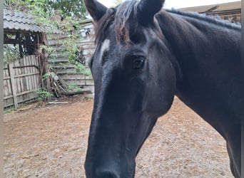 Caballo alemán, Yegua, 3 años, Morcillo