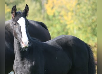 Caballo alemán, Yegua, 3 años, Negro