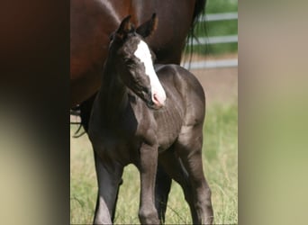 Caballo alemán, Yegua, 3 años, Negro