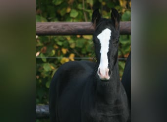 Caballo alemán, Yegua, 3 años, Negro