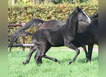 Caballo alemán, Yegua, 3 años, Negro