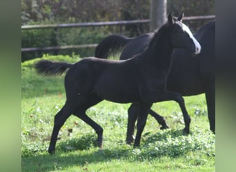 Caballo alemán, Yegua, 3 años, Negro