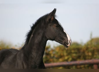 Caballo alemán, Yegua, 3 años, Negro