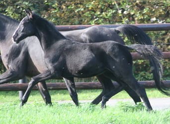 Caballo alemán, Yegua, 3 años, Negro