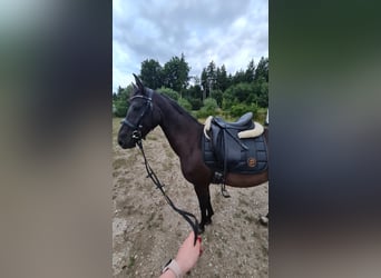 Caballo alemán, Yegua, 4 años, 150 cm, Negro