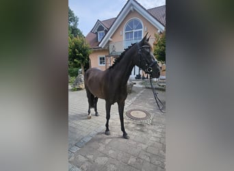 Caballo alemán, Yegua, 4 años, 150 cm, Negro