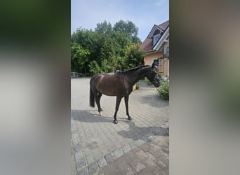 Caballo alemán, Yegua, 4 años, 150 cm, Negro